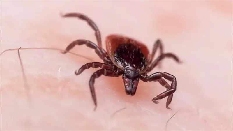 A close-up of a tick on human skin