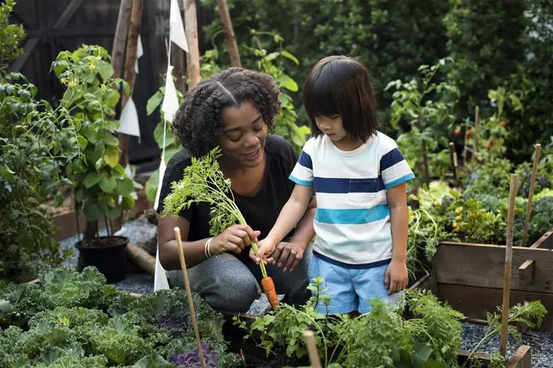 A child in a vegetable garden pulling a carrot with a woman