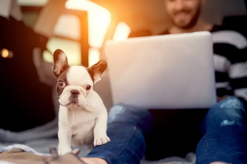 A man working on laptop with a puppy