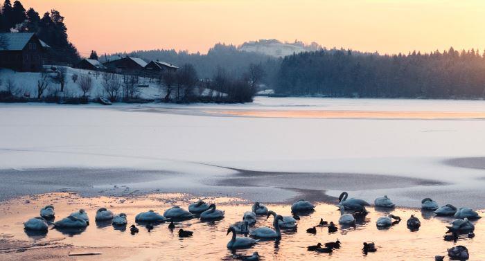 Geese swimming on a half-frozen lake